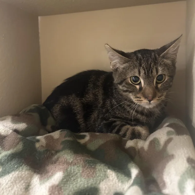A baby small-sized male Brown / Chocolate Domestic Short Hair cat named Top Ramen for adoption in Hemet, CA
