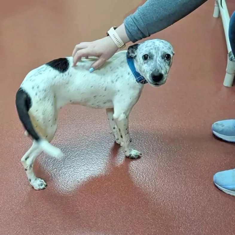 A baby medium-sized male White / Cream Australian Cattle Dog / Blue Heeler dog named Kyle for adoption in Accident, MD