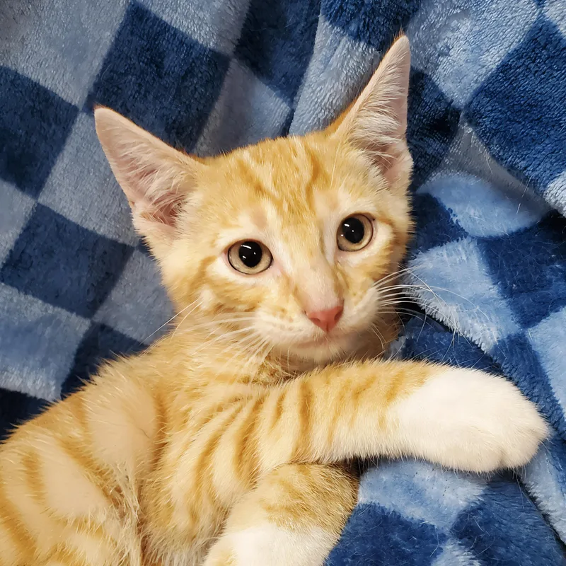 A baby medium-sized male Tabby (Orange / Red) Domestic Short Hair cat named Totem for adoption in Ottawa, IL