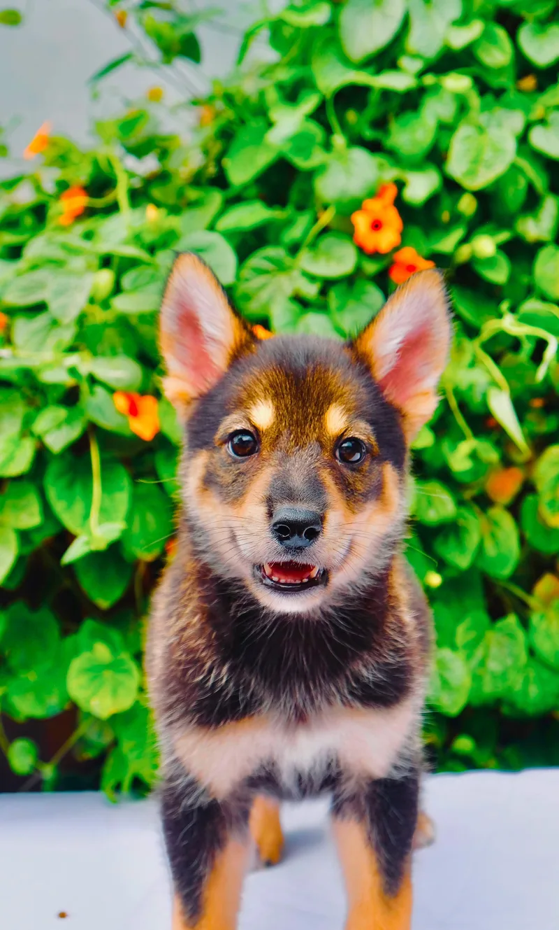 Kenai