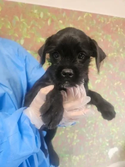 A young small-sized male Terrier dog named Cygnus for adoption in San Antonio, TX