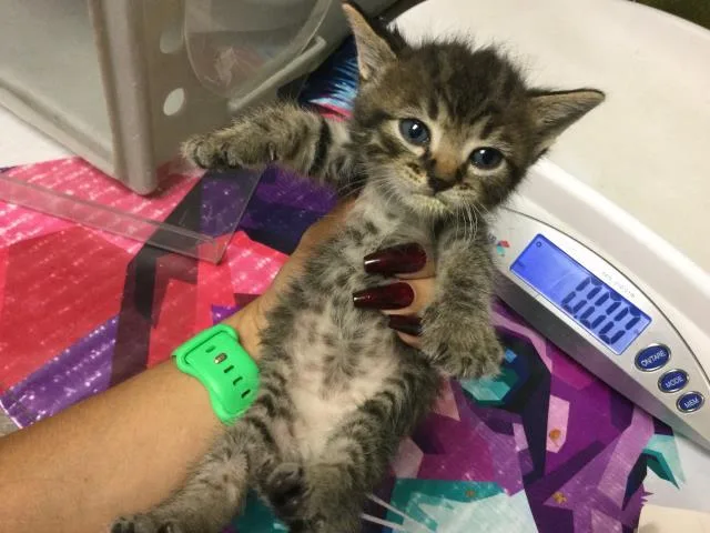 A baby small-sized male Domestic Short Hair cat named Marinara for adoption in Riverside, CA
