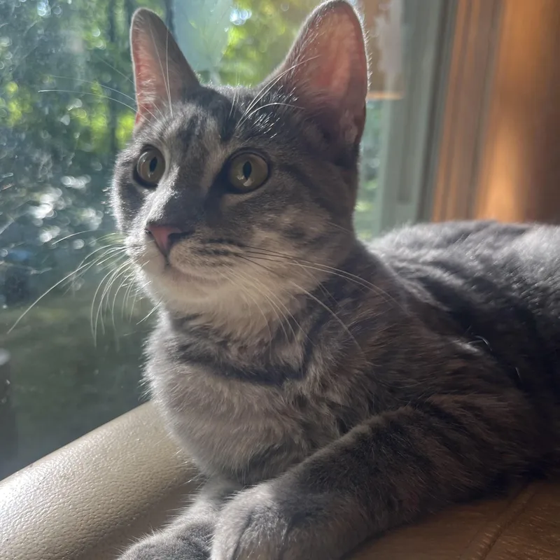 A young medium-sized female Tabby (Gray / Blue / Silver) Domestic Short Hair cat named Astrid for adoption in Murphysboro, IL