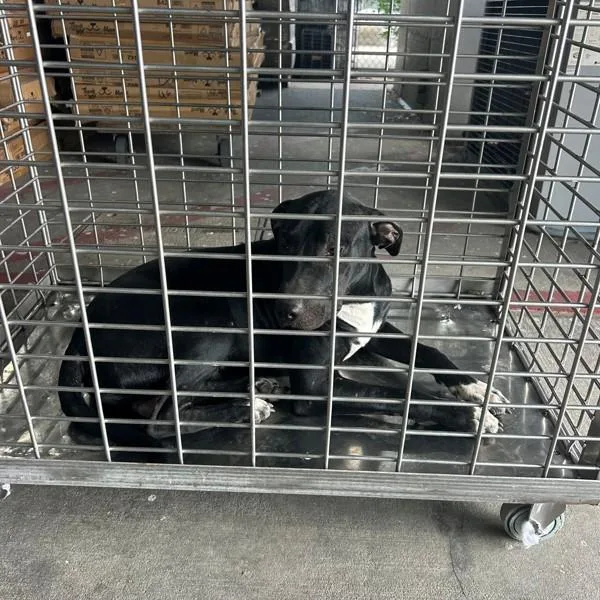 A young medium-sized male Pit Bull Terrier dog named Reagan for adoption in Austin, TX