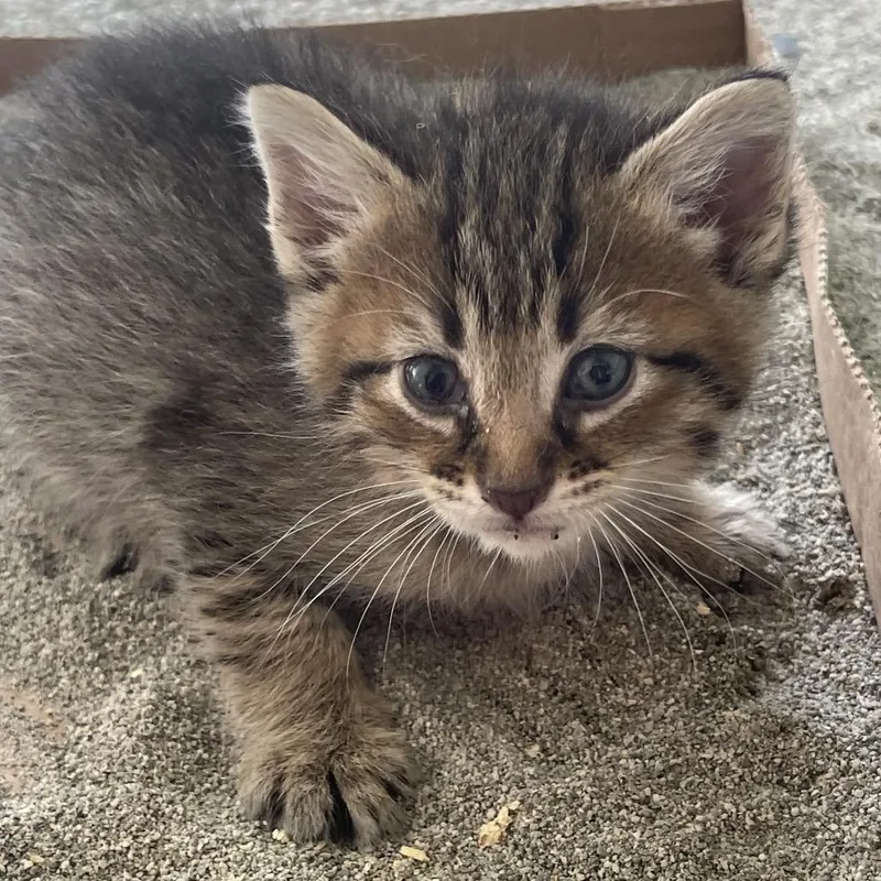 A baby small-sized female Brown / Chocolate Domestic Short Hair cat named Ian for adoption in Troy, IL