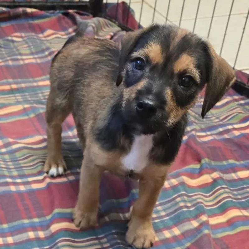 A baby medium-sized female Brown / Chocolate Mixed Breed dog named Sandy for adoption in Wappingers Falls, NY