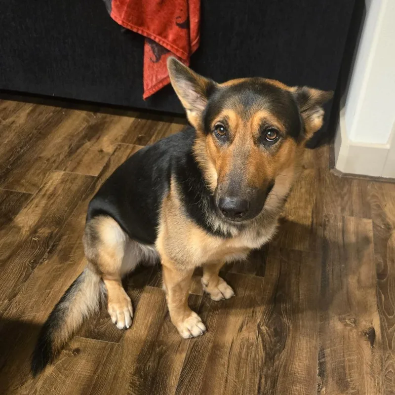 An adult large-sized male Black Mixed Breed dog named Leo for adoption in Houston, TX