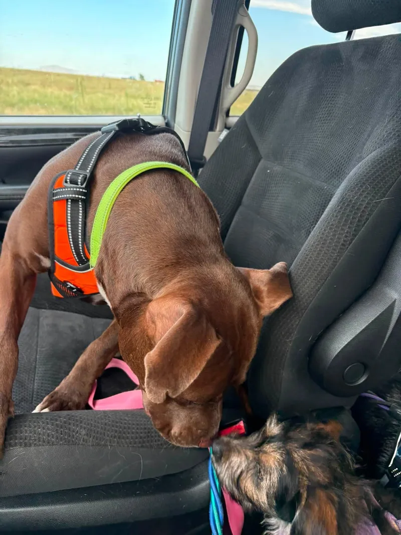An adult medium-sized male Brown / Chocolate Pit Bull Terrier dog named Chevy for adoption in Evergreen, CO