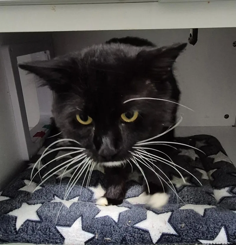 An adult medium-sized male Domestic Short Hair cat named Catrick Swayze for adoption in East Ridge, TN