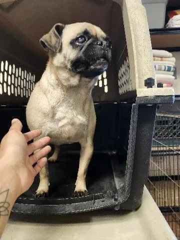 A senior small-sized female Pug dog named Francis for adoption in Page, AZ