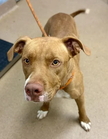 An adult large-sized female Mixed Breed dog named Gemstone for adoption in Chamblee, GA