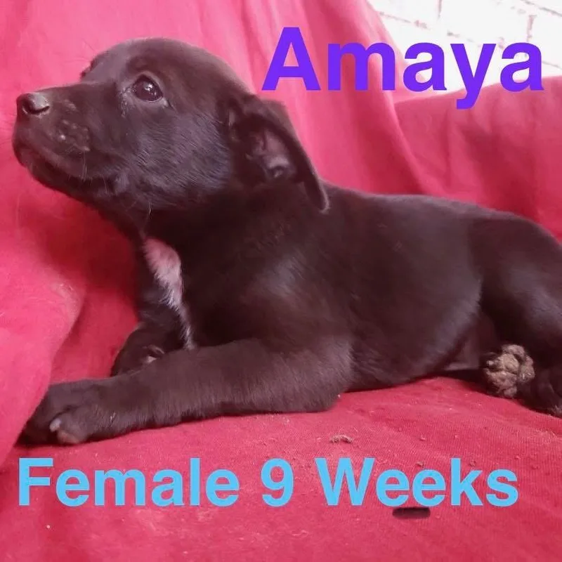 A baby medium-sized female Australian Cattle Dog / Blue Heeler dog named Amaya for adoption in Houston, TX