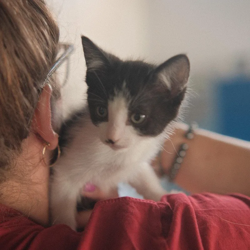 A baby medium-sized male Black & White / Tuxedo Domestic Short Hair cat named Baymax for adoption in San Jose, CA