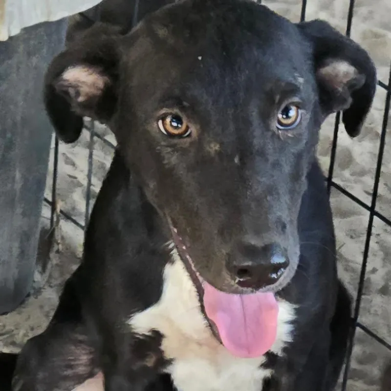 A young small-sized female Black Labrador Retriever dog named Opal for adoption in Floresville, TX