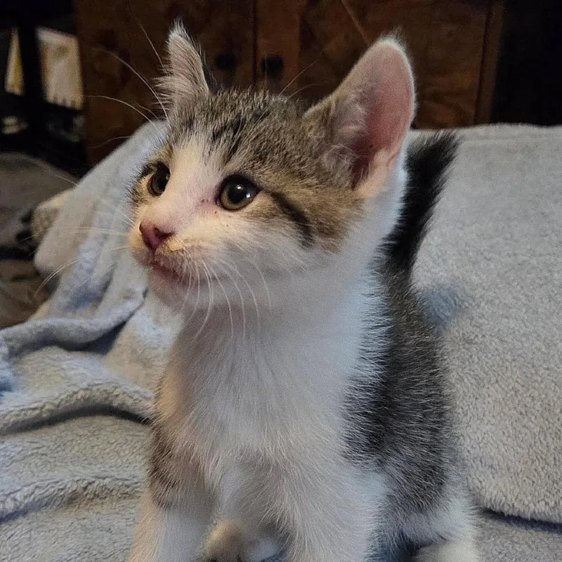 A baby small-sized male Gray / Blue / Silver Domestic Medium Hair cat named Argo for adoption in Wappingers Falls, NY