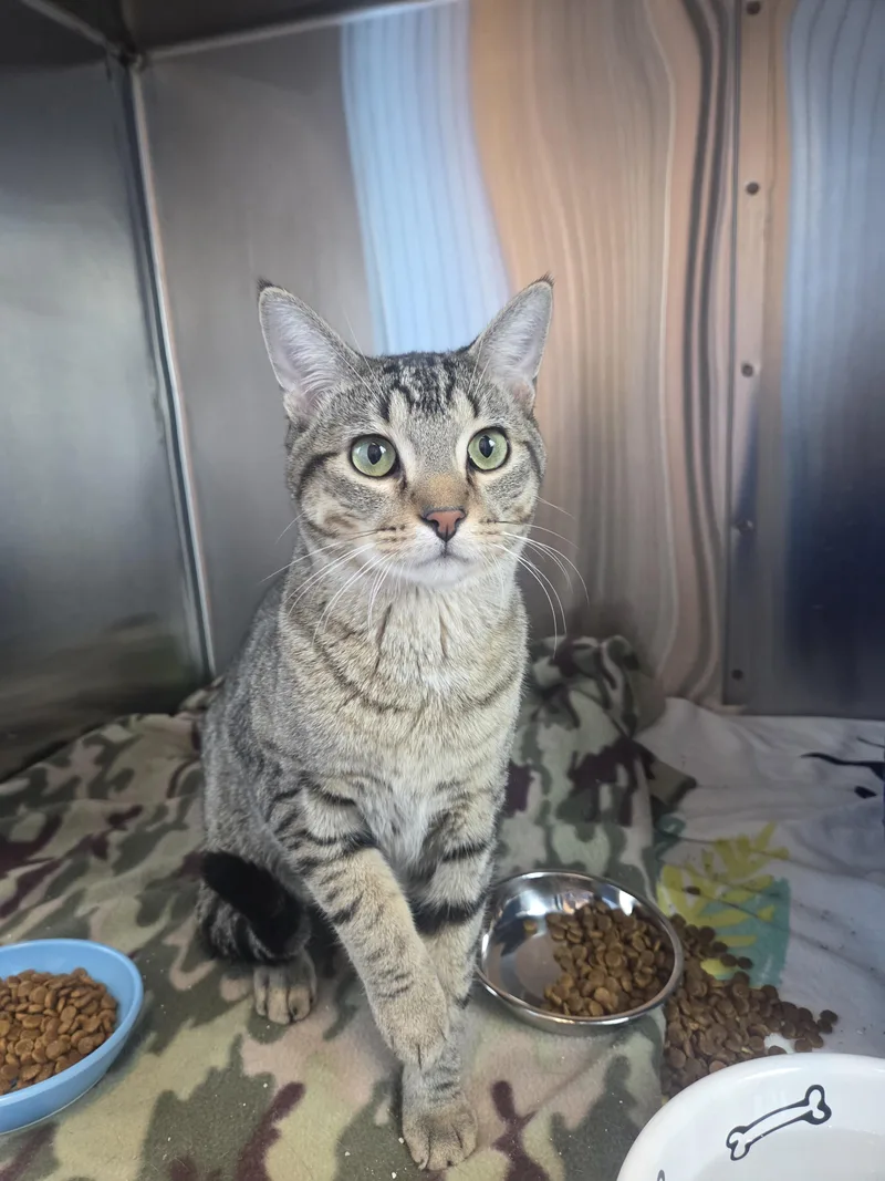 A young medium-sized male Brown / Chocolate Domestic Short Hair cat named Crimson Sweet for adoption in Brookings, SD
