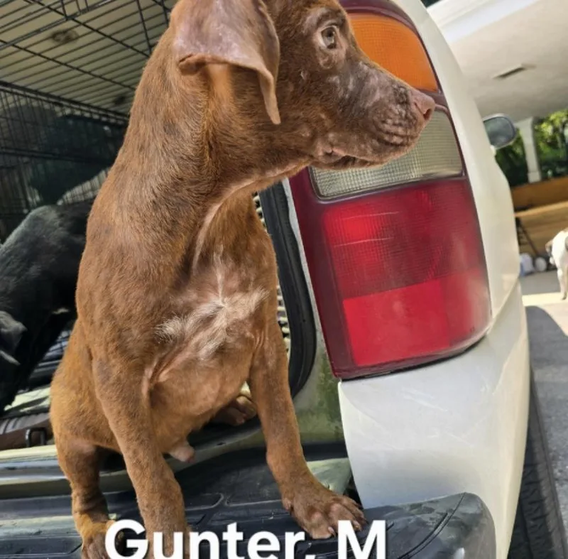Gunter