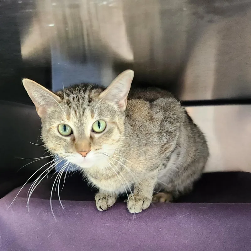 An adult medium-sized female Brown / Chocolate American Shorthair cat named Amie for adoption in Grand Rapids, MI