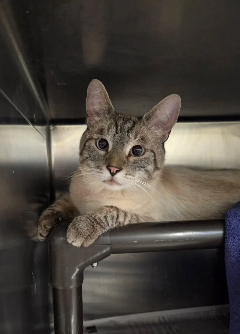 An adult medium-sized male Seal Point Domestic Short Hair cat named Brotato for adoption in Fruit Heights, UT