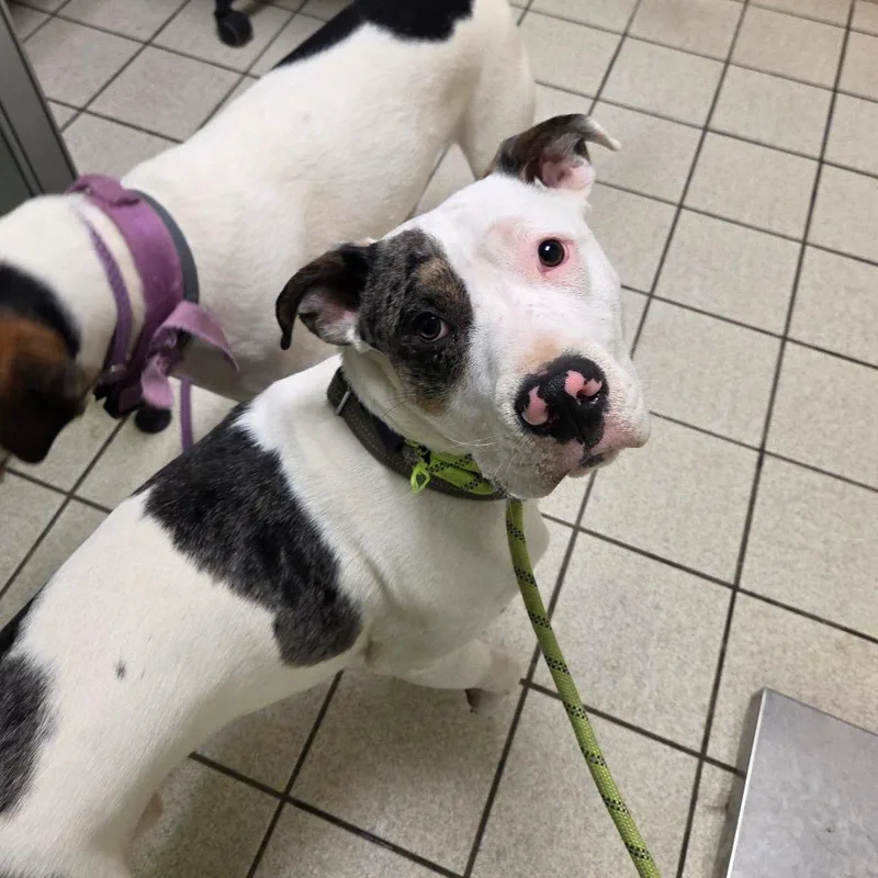 An adult medium-sized male White / Cream Mixed Breed dog named Alba for adoption in Charleston, WV