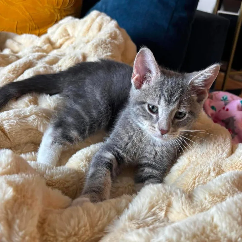 A baby small-sized male Gray / Blue / Silver Domestic Short Hair cat named Chowder for adoption in Plainfield, IL