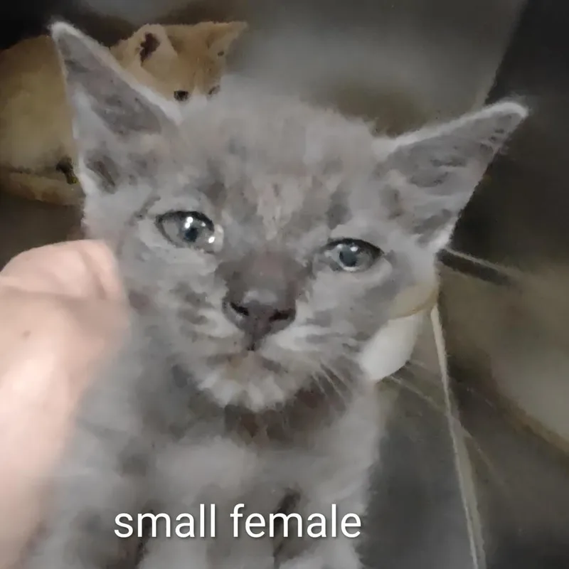 A baby small-sized female Gray / Blue / Silver Domestic Short Hair cat named Misty for adoption in Upland, CA
