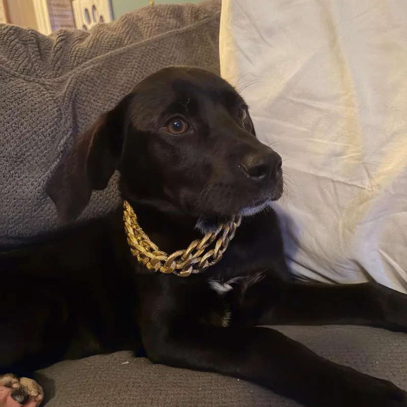 A baby medium-sized female Black Great Dane dog named Starburst for adoption in Avon, OH
