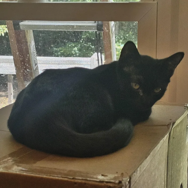 A baby medium-sized female Black Domestic Short Hair cat named Dragonfly for adoption in Richmond, VA
