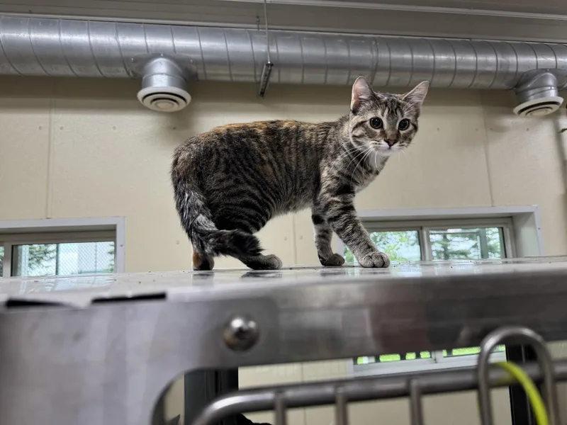 A young medium-sized female Tiger cat named Twyla for adoption in Austin, MN