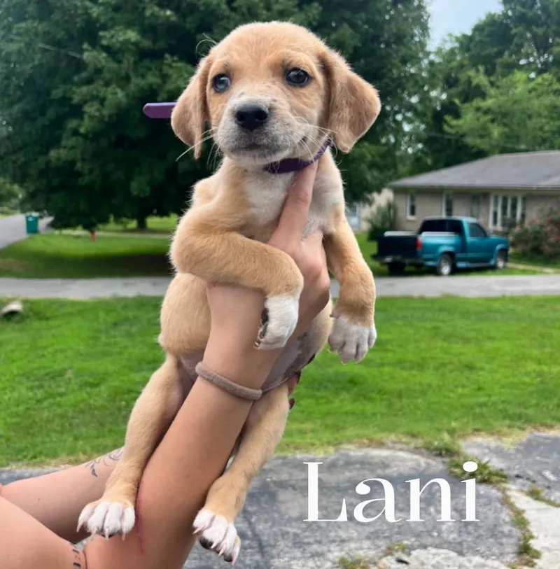 A baby large-sized female Yellow / Tan / Blond / Fawn Mixed Breed dog named Lani for adoption in Spring hill, TN
