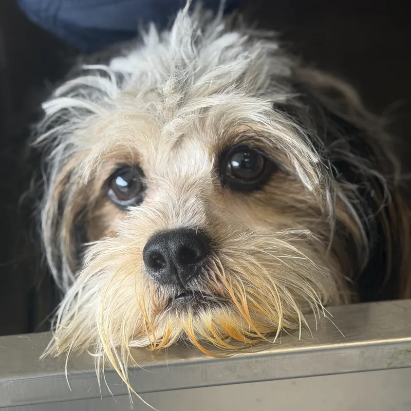 Mr. Velcro Gus thumbnail 2