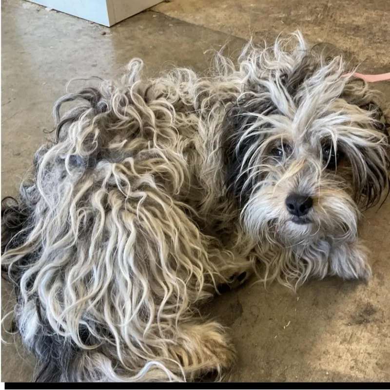 Mr. Velcro Gus thumbnail 3