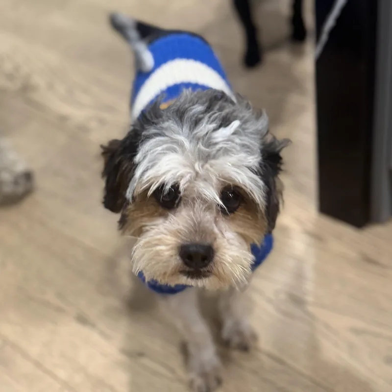 Mr. Velcro Gus thumbnail 4