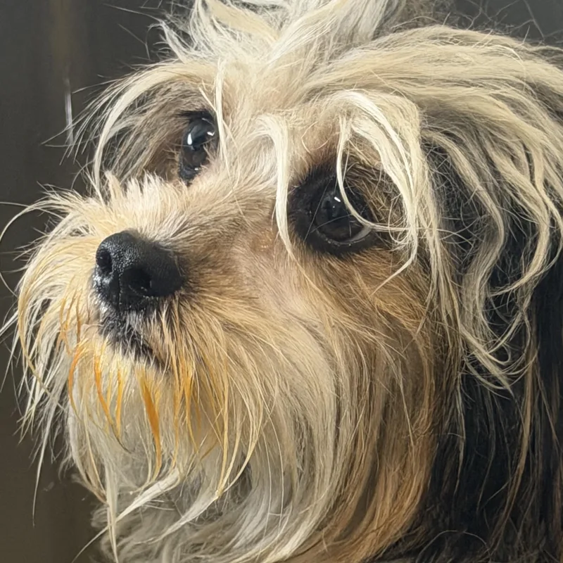 Mr. Velcro Gus thumbnail 5