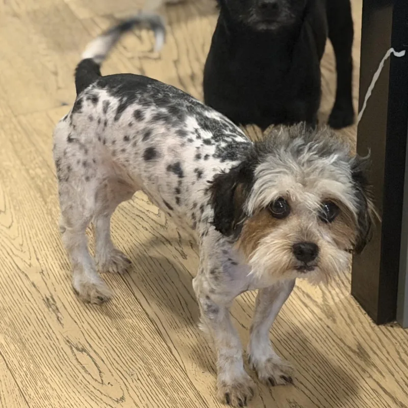 Mr. Velcro Gus thumbnail 6