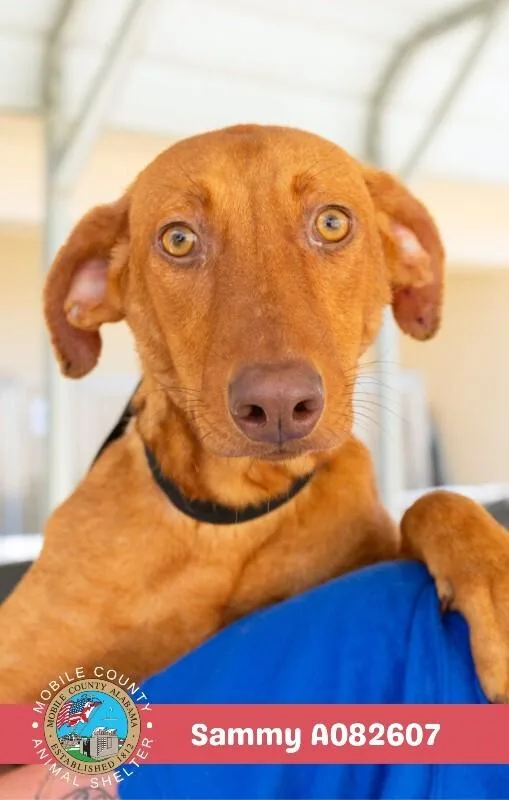 An adult medium-sized female Labrador Retriever dog named Sammy for adoption in Mobile, AL