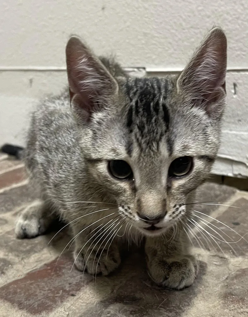 A baby medium-sized male Domestic Short Hair cat named Memphis for adoption in Tampa, FL