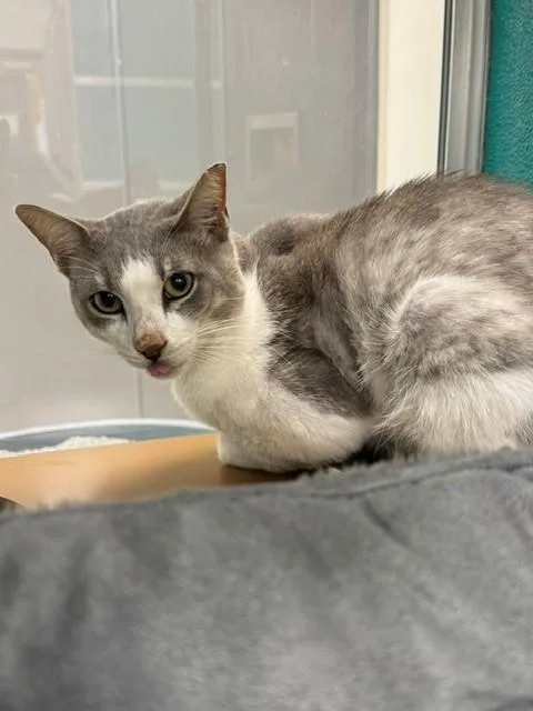 An adult large-sized male Domestic Short Hair cat named Mr. Wilson for adoption in Naples, FL