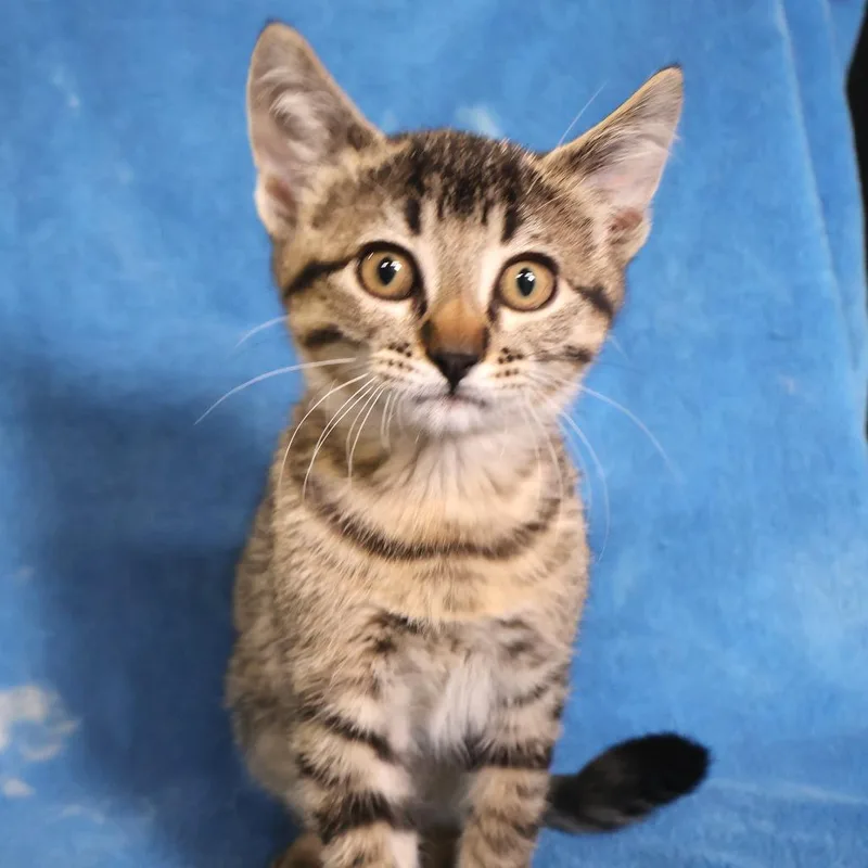 A baby small-sized female Gray / Blue / Silver Domestic Short Hair cat named Tiger for adoption in Saint Charles, MO
