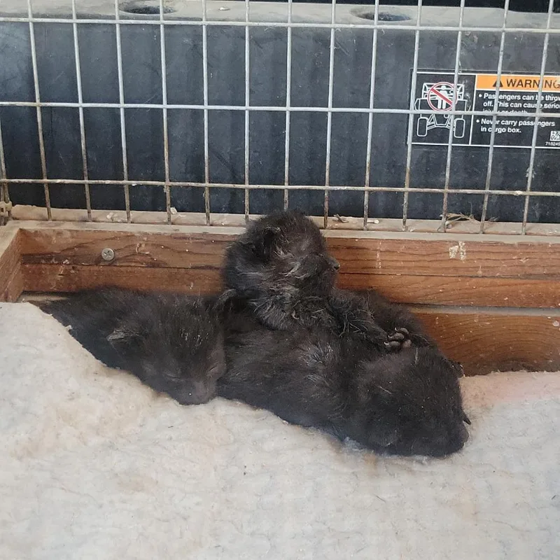 A baby small-sized female Black Domestic Short Hair cat named Portabella for adoption in Rochester, MN