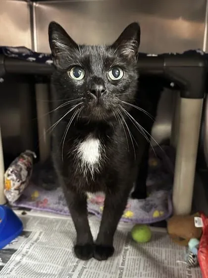 A senior medium-sized male Black Domestic Short Hair cat named Tobi for adoption in North Myrtle Beach, SC