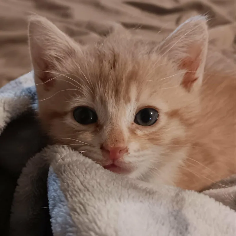 A baby medium-sized female Orange & White Domestic Short Hair cat named Cheeto Puff for adoption in Lancaster, KY