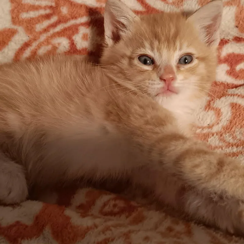 Cheeto Puff thumbnail 2