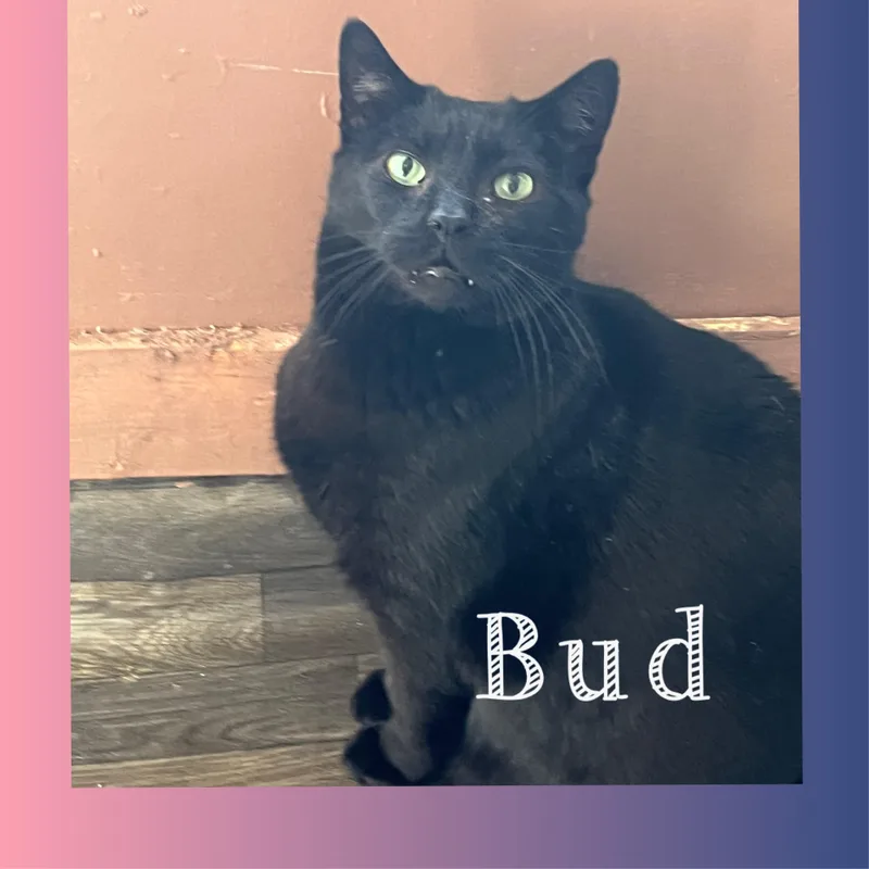Bud