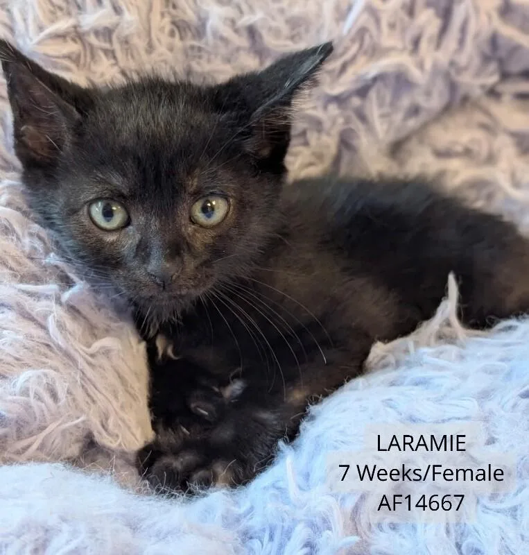 A young medium-sized female Black Domestic Short Hair cat named Laramie for adoption in Supply, NC