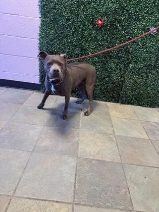 A baby small-sized male Gray / Blue / Silver Pit Bull Terrier dog named 61804413 for adoption in El Paso, TX
