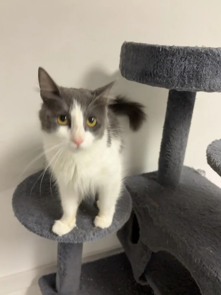 A young medium-sized female Domestic Medium Hair cat named Mama Fiona for adoption in Telford, PA