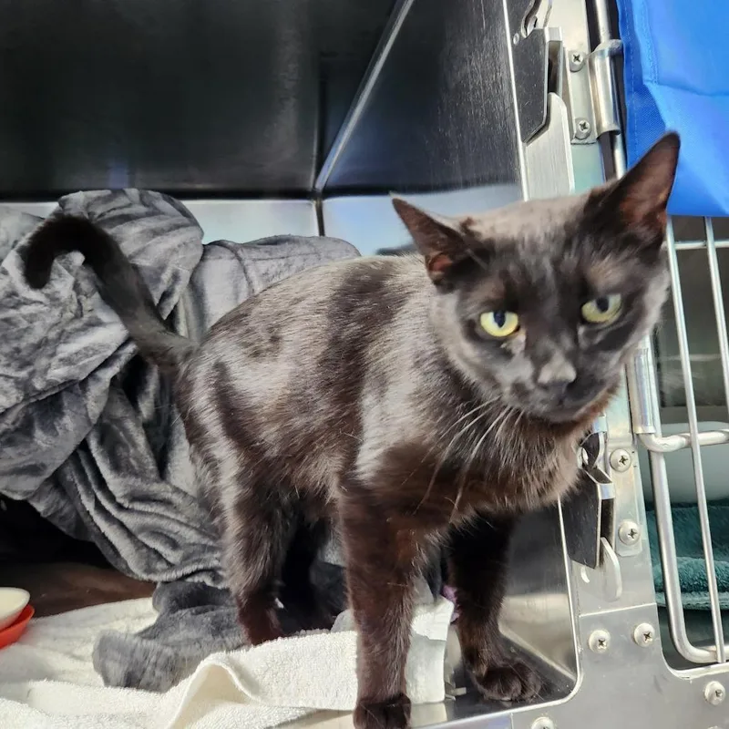 A young medium-sized female Black Domestic Short Hair cat named Elphaba for adoption in Grand Rapids, MI