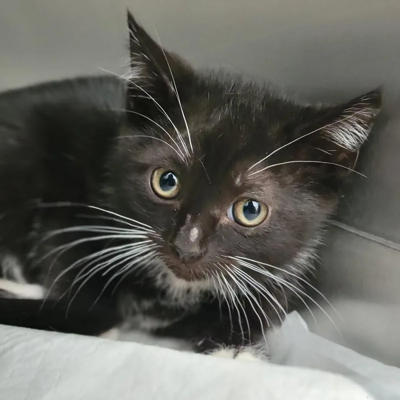 A baby small-sized female Black Domestic Short Hair cat named Abbey for adoption in Sarasota, FL