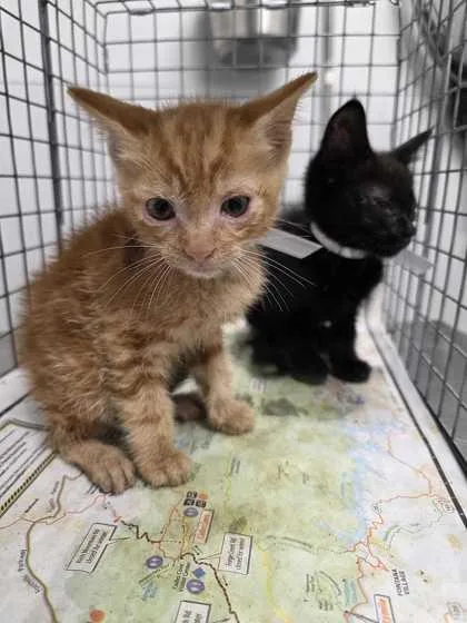 A baby small-sized male Domestic Short Hair cat named Tito for adoption in Sevierville, TN